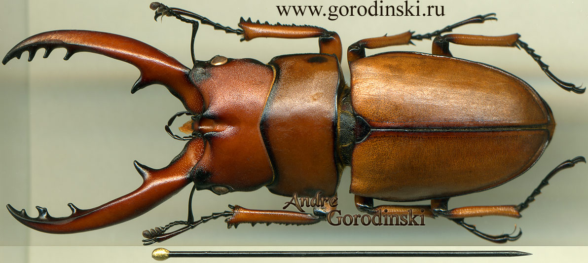 http://www.gorodinski.ru/lucanidae/Prosopocoilus astacoides ssp..jpg